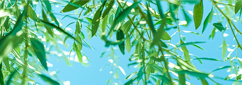 El director de FUNIBER en Italia estudia los efectos fitoquímicos de las hojas de olivo en diversos padecimientos