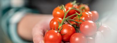 tomate-cherri-funiber