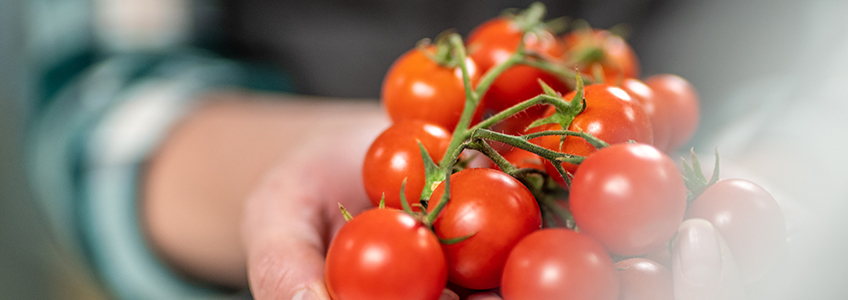 El director de FUNIBER Italia aborda la prevención de las infecciones fúngicas en el tomate cherri