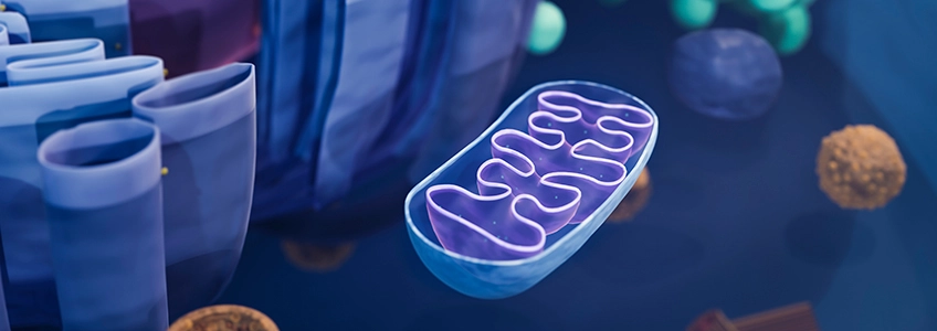 El Dr. Maurizio Battino participa en un estudio que analiza el papel de la coenzima Q en la terapia dietética contra el envejecimiento